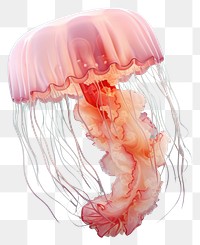 PNG Transparent jellyfish invertebrate underwater. AI generated Image by rawpixel.