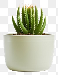 PNG Plant aloe xanthorrhoeaceae houseplant. AI generated Image by rawpixel.