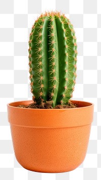 PNG Cactus plant houseplant terracotta. AI generated Image by rawpixel.
