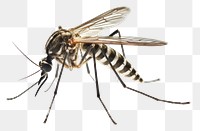 PNG Mosquito animal insect bee