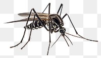 PNG Mosquito animal insect invertebrate