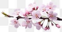 PNG Blossom flower cherry plant. 