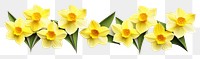 PNG Daffodil flower plant white. 