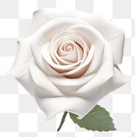 PNG Rose flower plant white. 