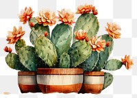 PNG Cactus plant houseplant freshness. AI generated Image by rawpixel.