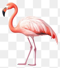 PNG Flamingo animal bird transparent background