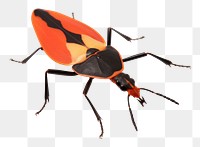 PNG Animal insect white background invertebrate. 