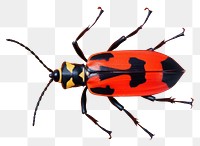 PNG Animal insect invertebrate wildlife. AI generated Image by rawpixel.