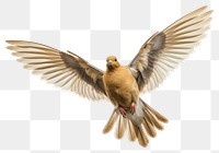 PNG Flying animal bird dove. 