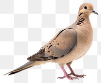 PNG Animal pigeon bird dove. 