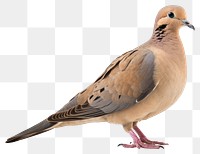 PNG Animal pigeon bird dove. 