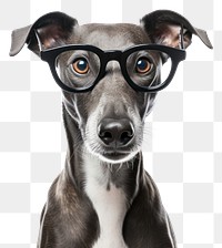 PNG Glasses dog mammal animal. 