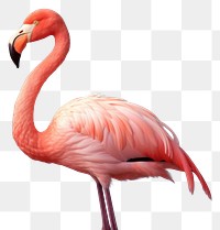 PNG Flamingo animal beak bird transparent background