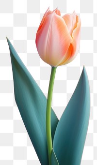 PNG Tulip blossom flower plant transparent background