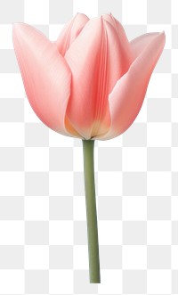 PNG Tulip flower plant inflorescence transparent background