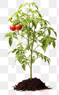 PNG Plant vegetable tomato soil. AI generated Image by rawpixel.