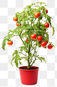 PNG Tomato plant vegetable fruit