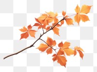 PNG Sunlight autumn plant maple transparent background