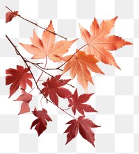 PNG Backgrounds autumn maple plant transparent background