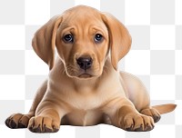 PNG Puppy retriever animal mammal. 