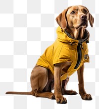 PNG  Retriever animal mammal dog. AI generated Image by rawpixel.