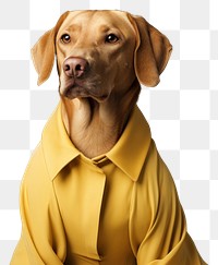 PNG Retriever portrait animal mammal. 