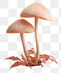 PNG Mushroom fungus agaric plant transparent background