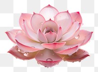 PNG Flower petal plant rose. AI generated Image by rawpixel.