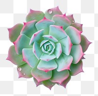PNG Flower plant petal freshness. AI generated Image by rawpixel.