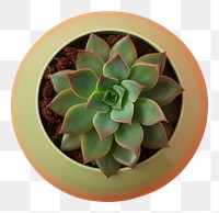 PNG Plant leaf flowerpot planter. AI generated Image by rawpixel.