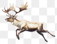 PNG Wildlife animal antler mammal. AI generated Image by rawpixel.