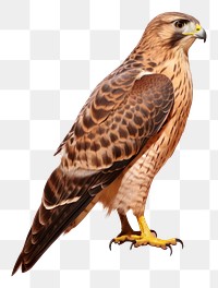 PNG Buzzard animal beak bird. AI generated Image by rawpixel.