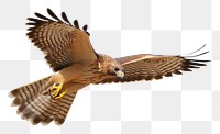 PNG Buzzard animal flying bird. 