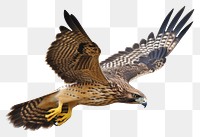 PNG Buzzard animal flying bird. 