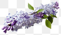 PNG Blossom flower lilac plant. AI generated Image by rawpixel.
