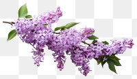 PNG Blossom flower plant lilac. AI generated Image by rawpixel.