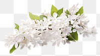 PNG Blossom flower plant lilac. AI generated Image by rawpixel.