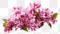 PNG Blossom flower plant lilac. AI generated Image by rawpixel.