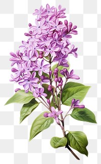 PNG Blossom flower lilac plant. AI generated Image by rawpixel.