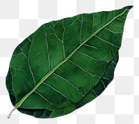 PNG Leaf plant green tobacco. 