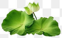 PNG Lotus leaf flower green plant.