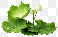 PNG Lotus leaf flower green plant. 