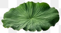 PNG Lotus leaf green plant  