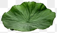 PNG Lotus leaf vegetable plant green. 