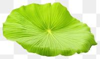 PNG Lotus leaf plant green  