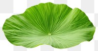 PNG Lotus leaf plant green  