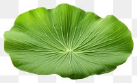 PNG Lotus leaf plant green  