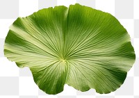 PNG Lotus leaf plant green  