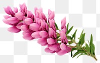 PNG Lupine flower blossom plant petal. 