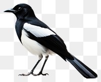 PNG Magpie bird animal magpie white. 